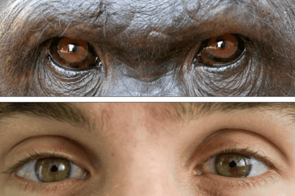 Tại sao con người có màu mắt khác các loài linh trưởng còn lại?