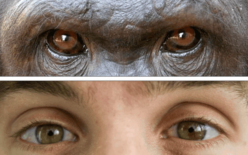 Tại sao con người có màu mắt khác các loài linh trưởng còn lại?