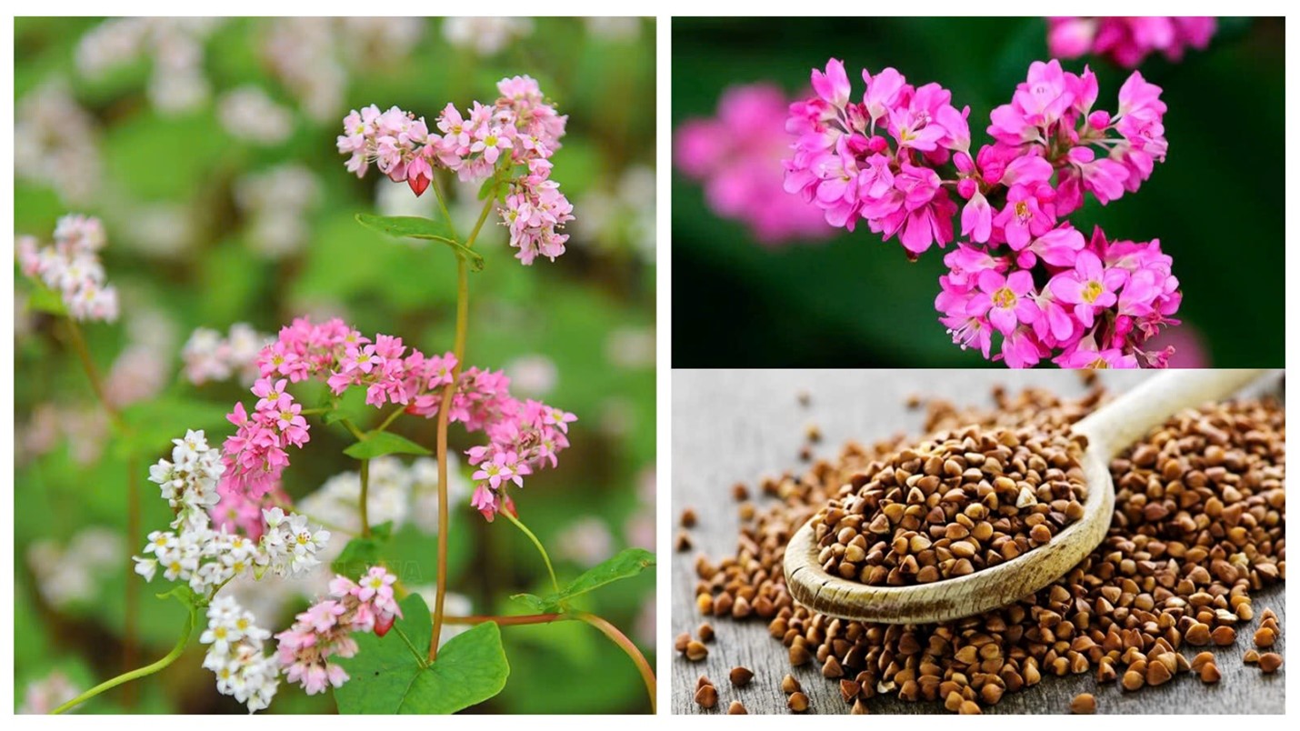 Bí mật sức khỏe trong một tách trà- Ảnh 1.