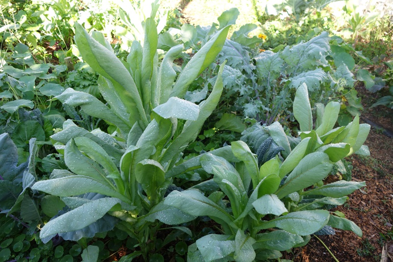 10 loại lá thảo dược hỗ trợ giảm cholesterol máu và bảo vệ động mạch- Ảnh 2.