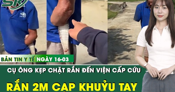 Bản Tin Y Tế 16/3: Cụ ông 79 tuổi đi cấp cứu với con rắn 2m cắn chặt vào khuỷu tay