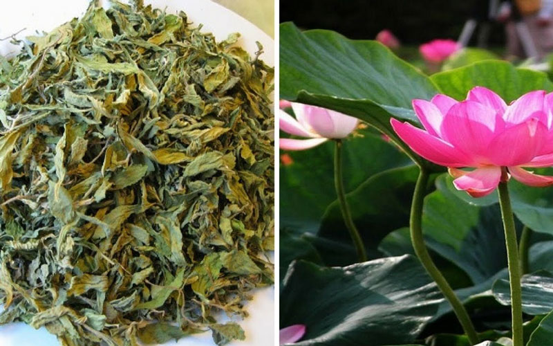 Lá sen, vị thuốc quý trong mùa hè- Ảnh 1.
