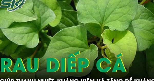 Rau diếp cá giúp thanh nhiệt kháng viêm và tăng đề kháng