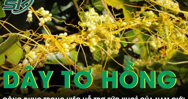 Công dụng bất ngờ của dây tơ hồng vàng hỗ trợ sức khoẻ nam giới