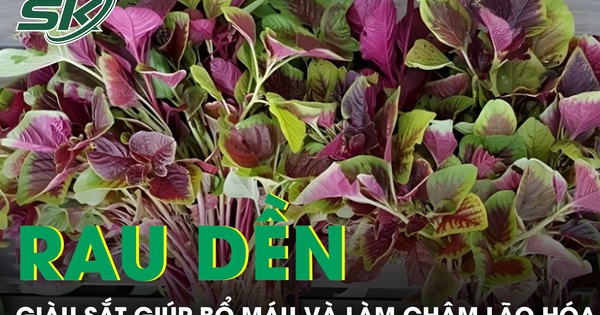 Rau dền bình dân nhưng giàu sắt giúp bổ máu và làm chậm lão hóa