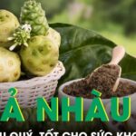 Quả nhàu mọc dại bị chê hôi lại là dược liệu quý, tốt cho sức khoẻ