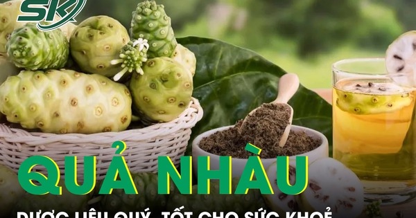 Quả nhàu mọc dại bị chê hôi lại là dược liệu quý, tốt cho sức khoẻ