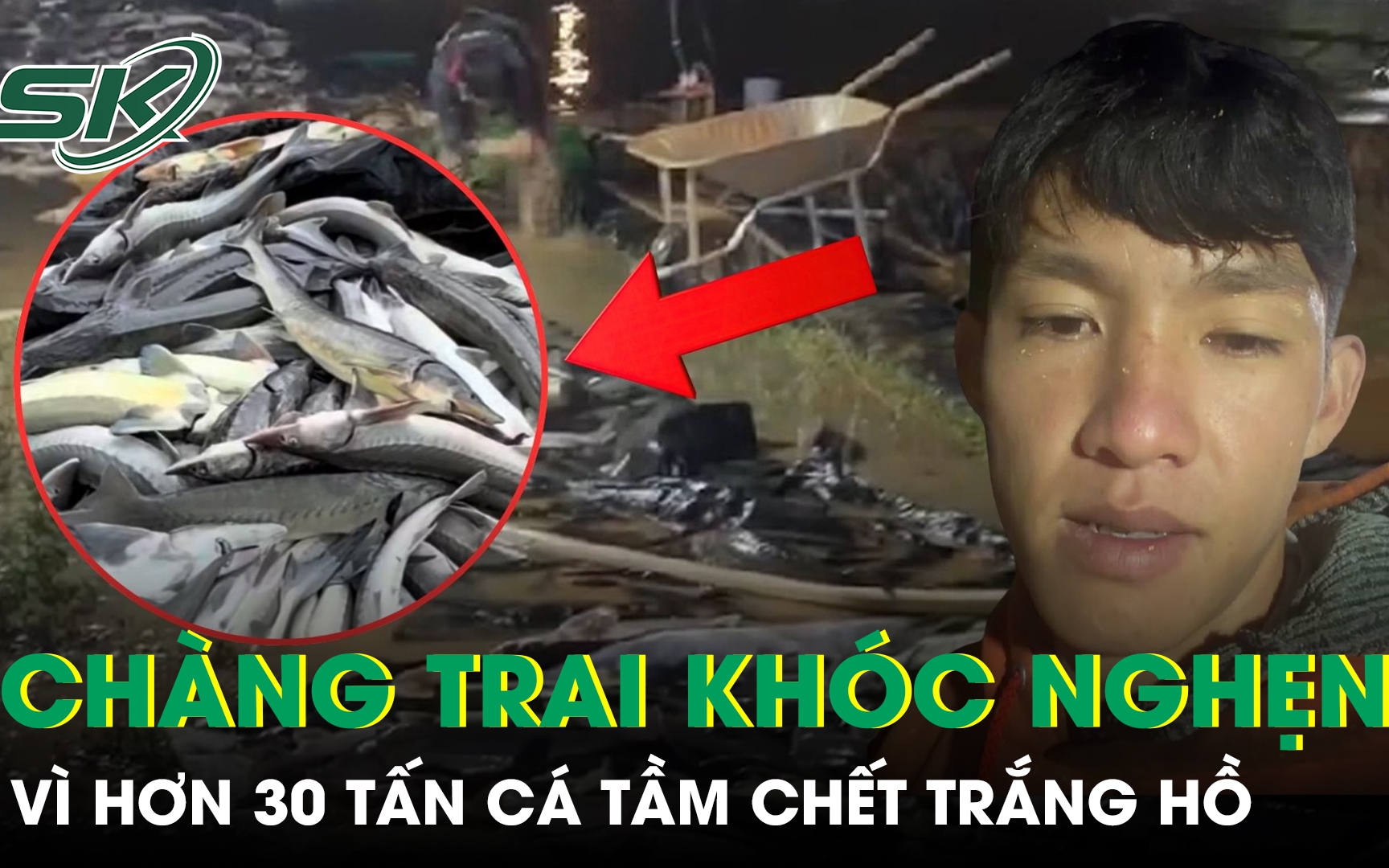 Chàng trai khóc nghẹn vì hơn 30 tấn cá tầm chết trắng hồ, thiệt hại hàng tỉ đồng