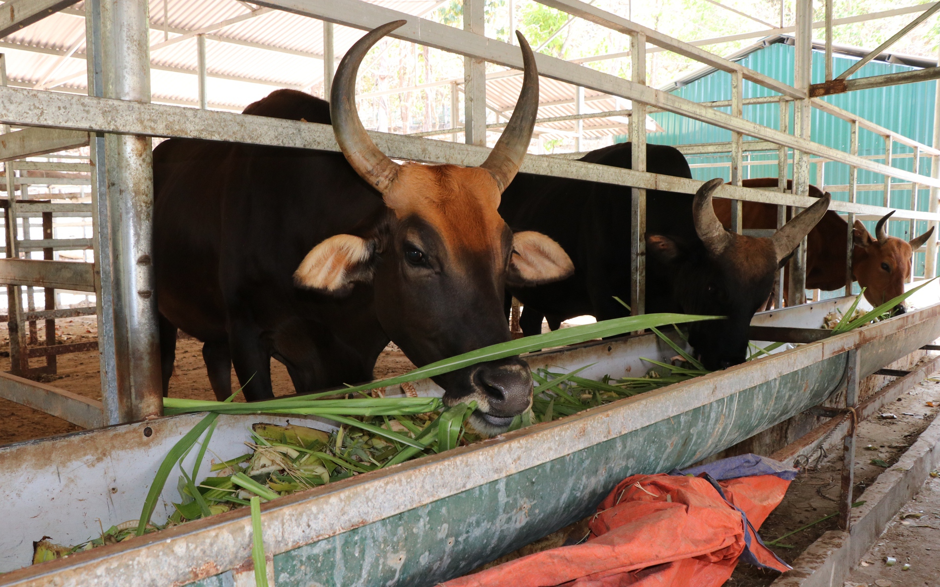 Đàn bò tót lai quý hiếm ở Vườn quốc gia Núi Chúa – Phước Bình cần chiến lược bảo tồn và phát triển
