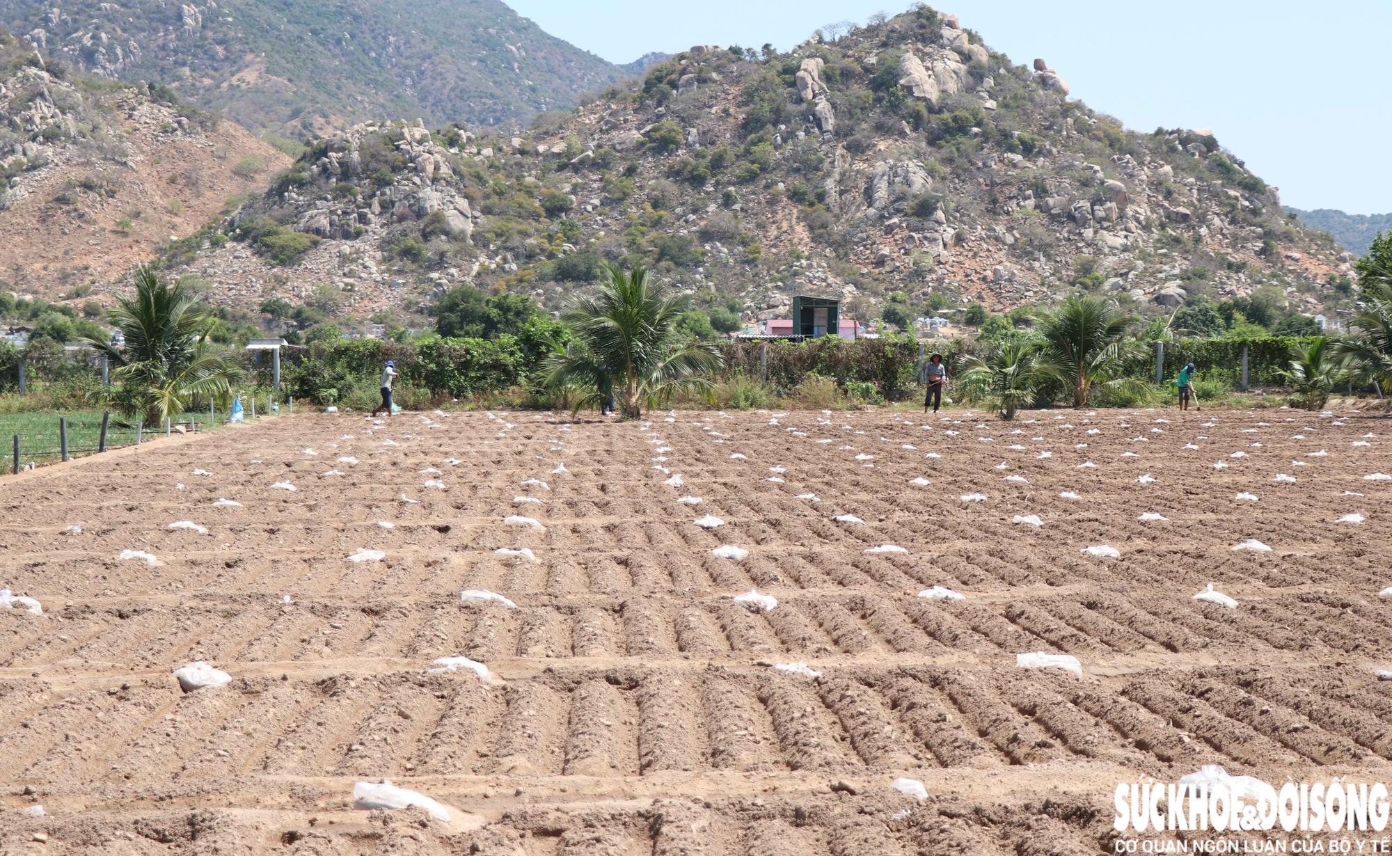 Vùng đất ‘tâm hạn’ ở Khánh Hoà được hồi sinh- Ảnh 6.