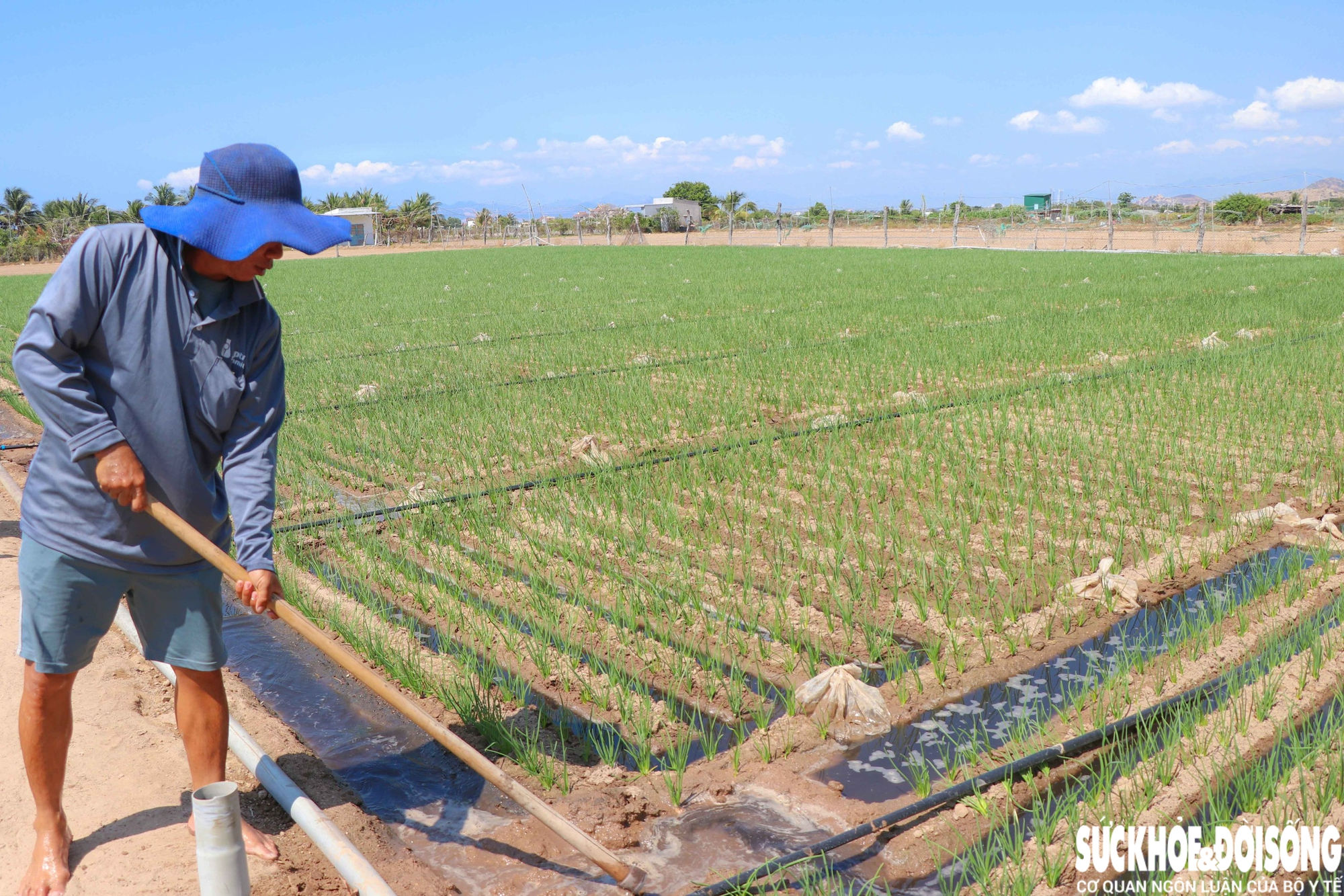 Vùng đất ‘tâm hạn’ ở Khánh Hoà được hồi sinh- Ảnh 2.