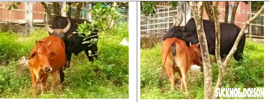 Đàn động vật quý hiếm ở Khánh Hòa thích nghi tốt, mở hướng bảo tồn nguồn gen quý- Ảnh 4.