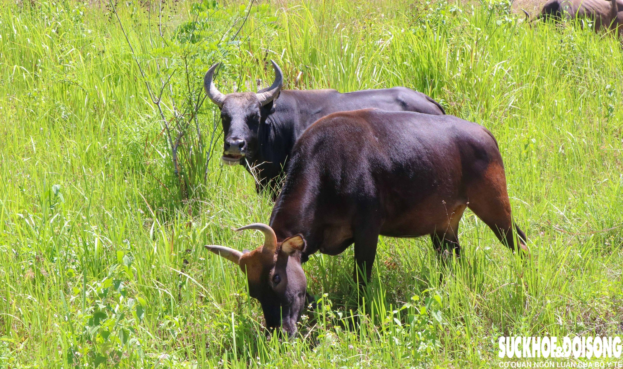 Đàn động vật quý hiếm ở Khánh Hòa thích nghi tốt, mở hướng bảo tồn nguồn gen quý- Ảnh 1.