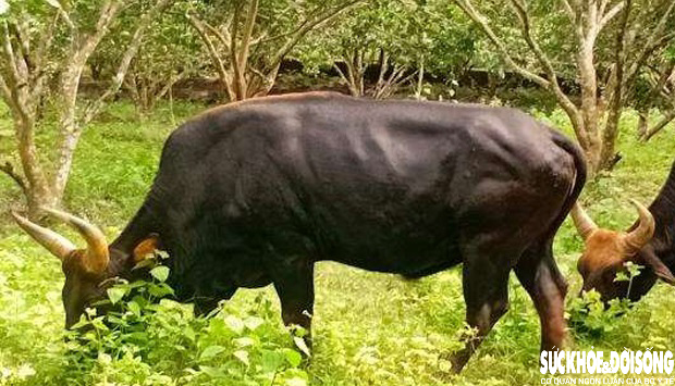 Đàn động vật quý hiếm tại Khánh Hòa 'tắc' ở khâu sinh sản- Ảnh 3.