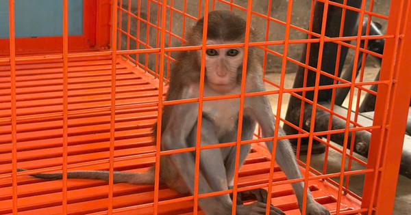 Phú Thọ: Khỉ vàng quý hiếm bị nhốt trong nhà dân nhiều năm