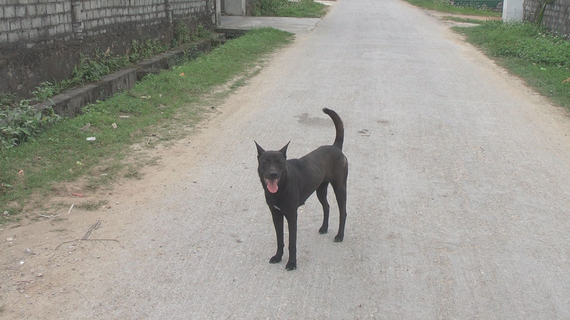 Cảnh giác bệnh dại tăng cao mùa nắng nóng- Ảnh 1.