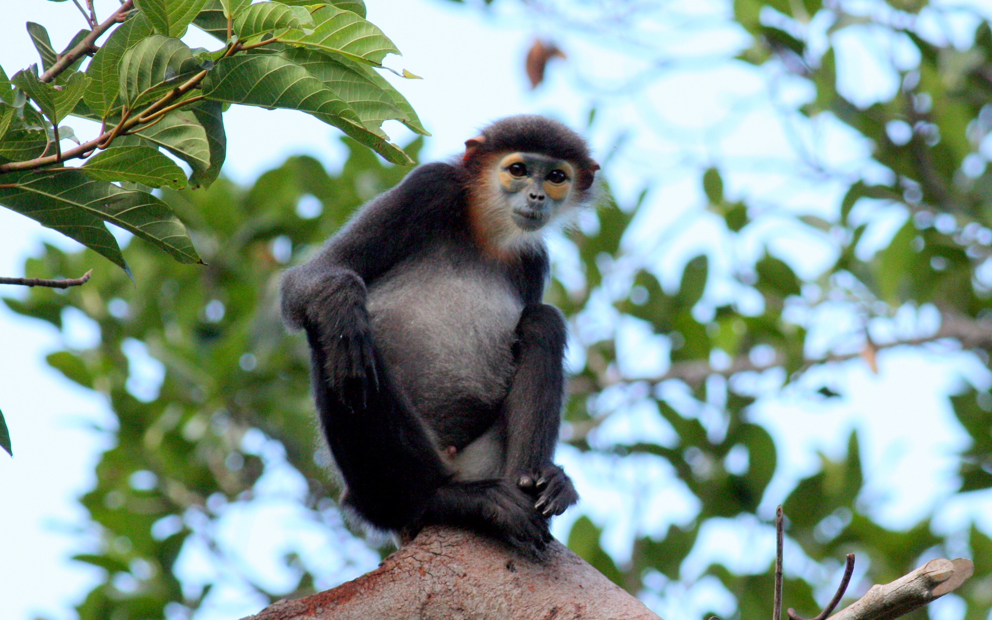 Những 'gia đình' voọc chà vá chân đen quý hiếm sinh sống tại Khánh Hòa- Ảnh 5.