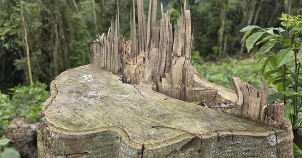 Phạt tiền và bắt phải trồng lại cây bản địa đối với người phá rừng