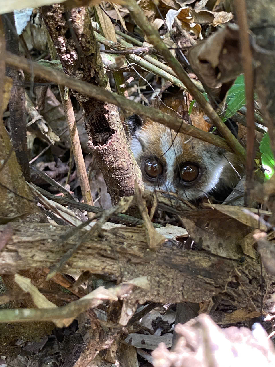 Hình ảnh ấn tượng về động vật quý hiếm khi được thả về rừng- Ảnh 9.