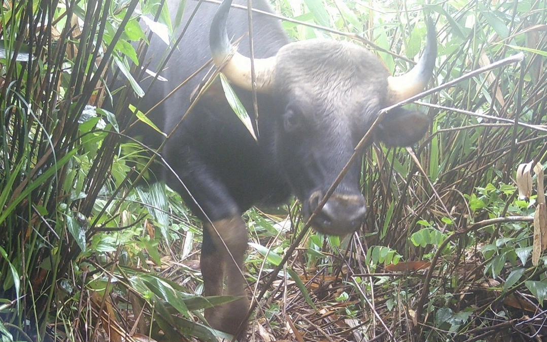 Loạt ảnh 'chụp lén' động vật quý hiếm trong núi rừng Quảng Ngãi