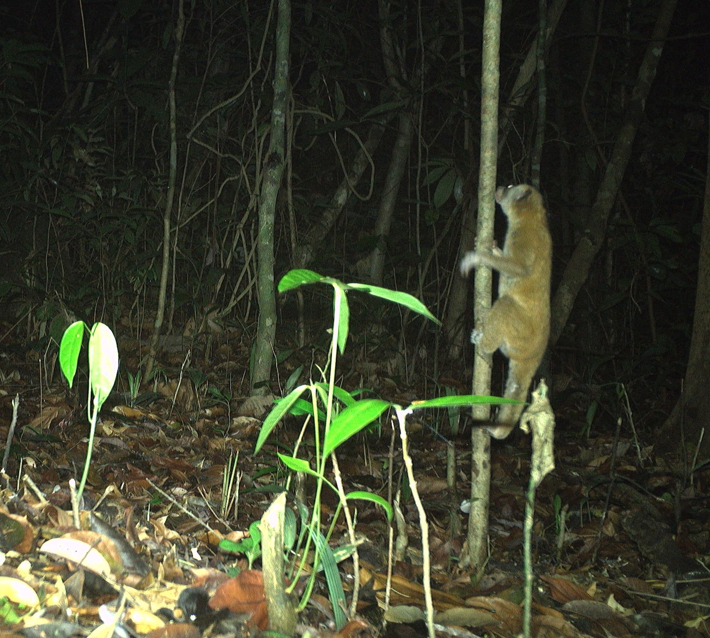 Hình ảnh ấn tượng về các loài động vật quý hiếm ở Hòn Bà của Khánh Hòa- Ảnh 1.