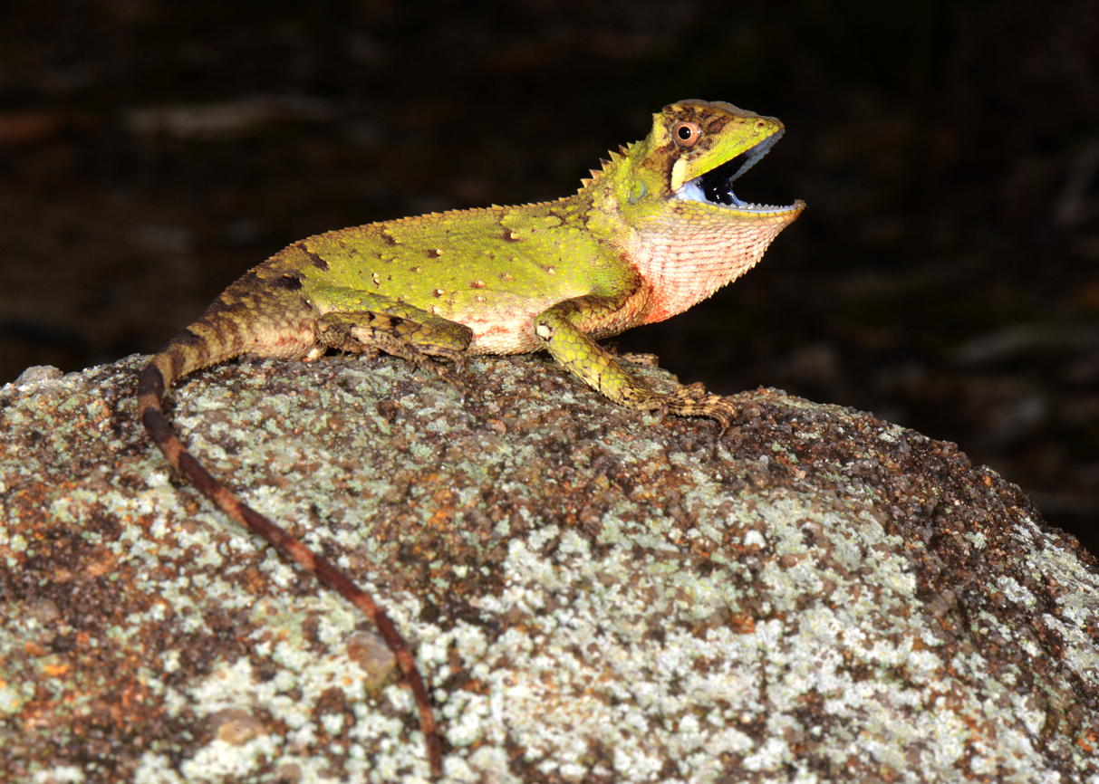 Hình ảnh ấn tượng về các loài động vật quý hiếm ở Hòn Bà của Khánh Hòa- Ảnh 10.