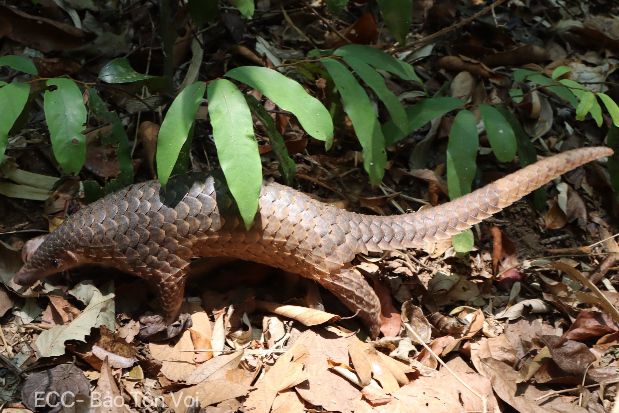 Nhiều động vật quý hiếm được thả về đại ngàn Đắk Lắk chỉ trong một ngày- Ảnh 2.
