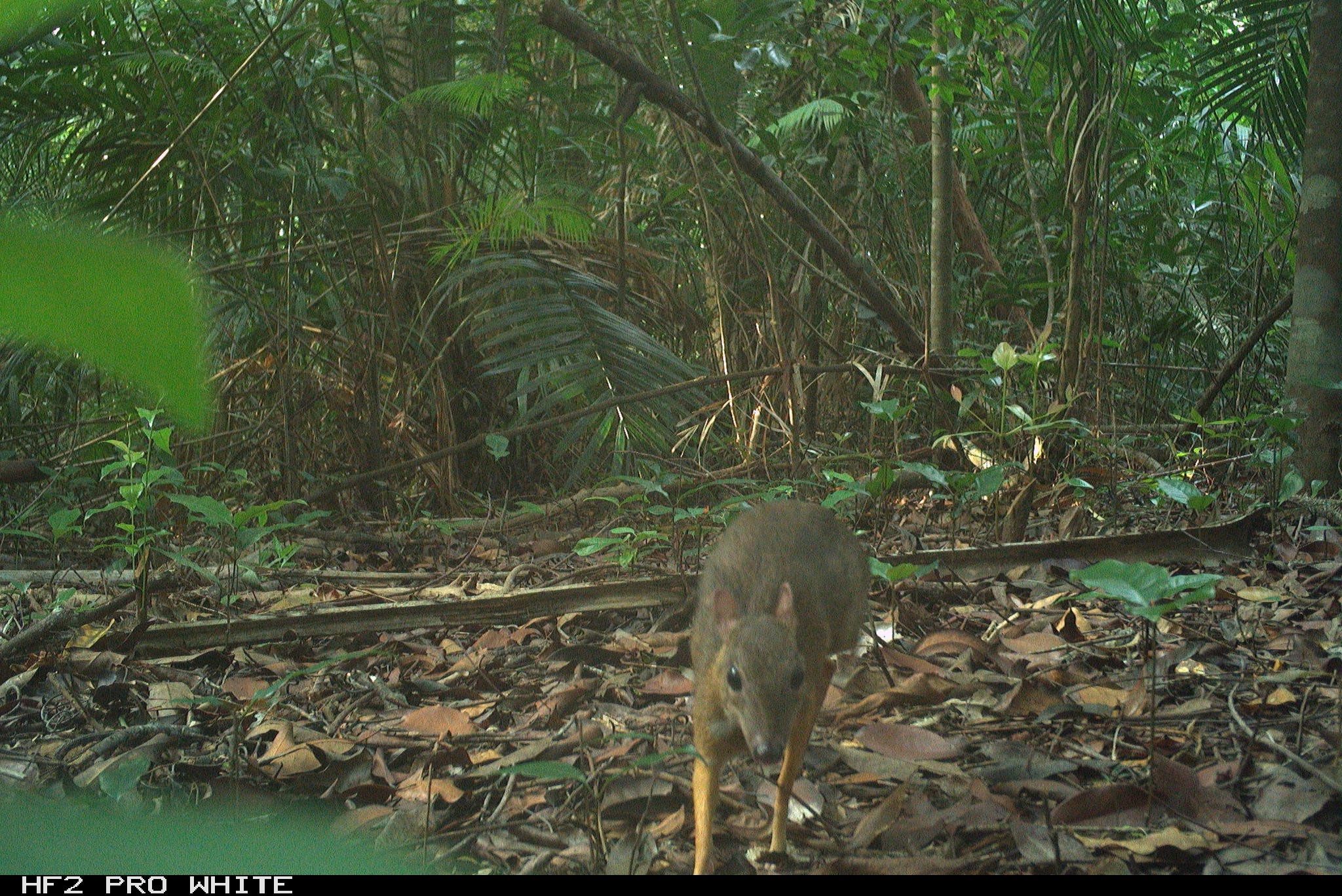 Hình ảnh ấn tượng về các loài động vật quý hiếm ở Hòn Bà của Khánh Hòa- Ảnh 2.