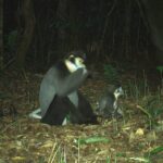 Hình ảnh ấn tượng về các loài động vật quý hiếm ở Hòn Bà của Khánh Hòa