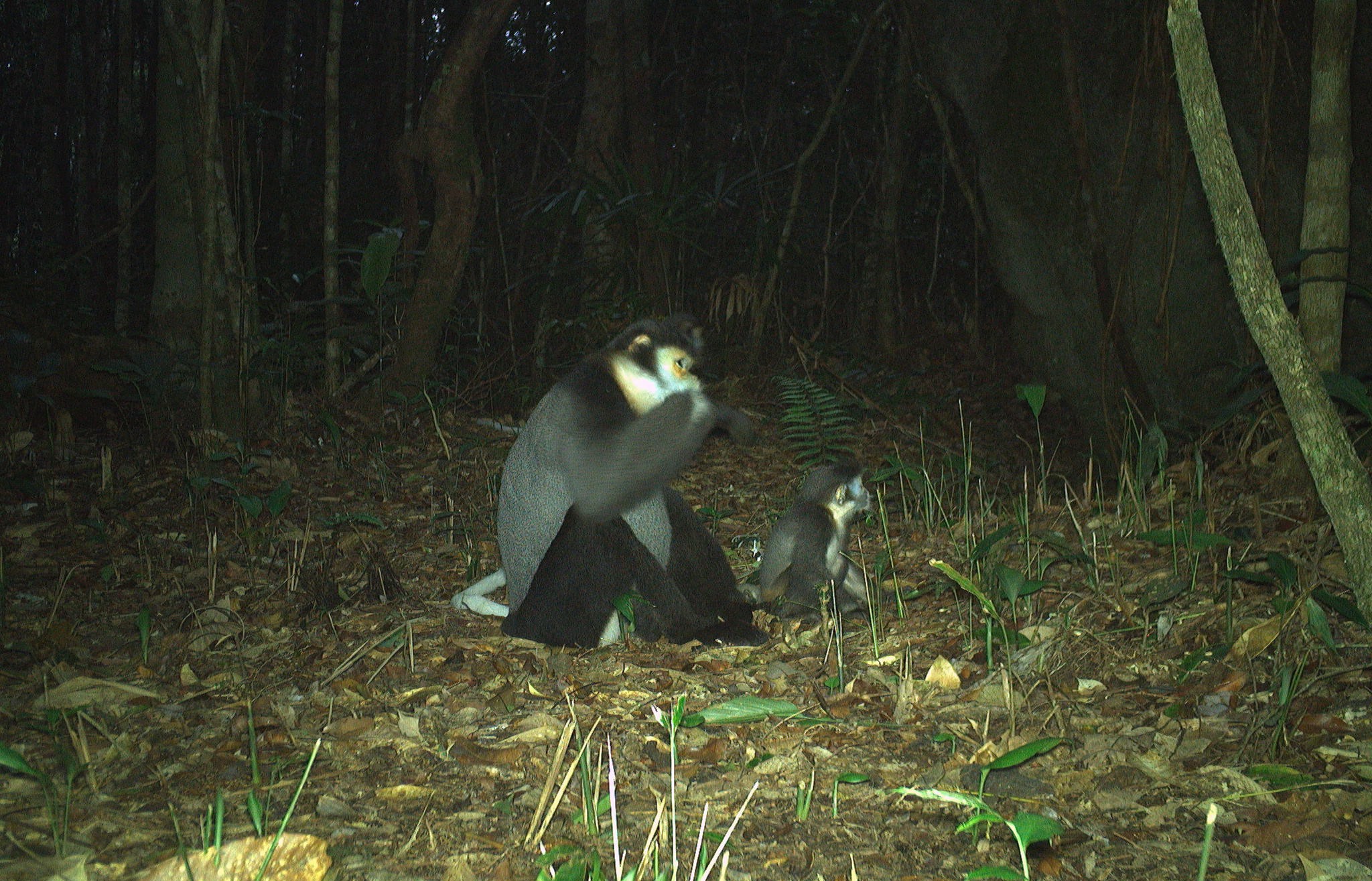 Hình ảnh ấn tượng về các loài động vật quý hiếm ở Hòn Bà của Khánh Hòa- Ảnh 3.