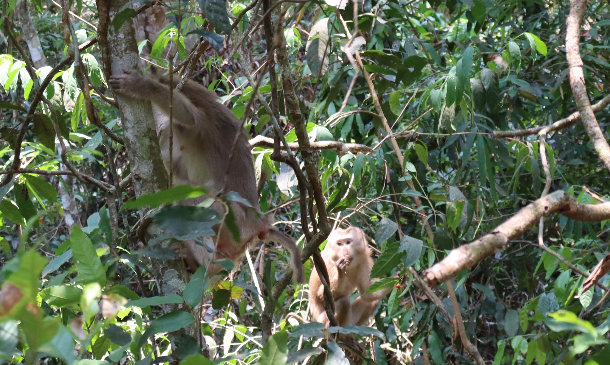 Nhiều động vật quý hiếm được thả về đại ngàn Đắk Lắk chỉ trong một ngày- Ảnh 4.