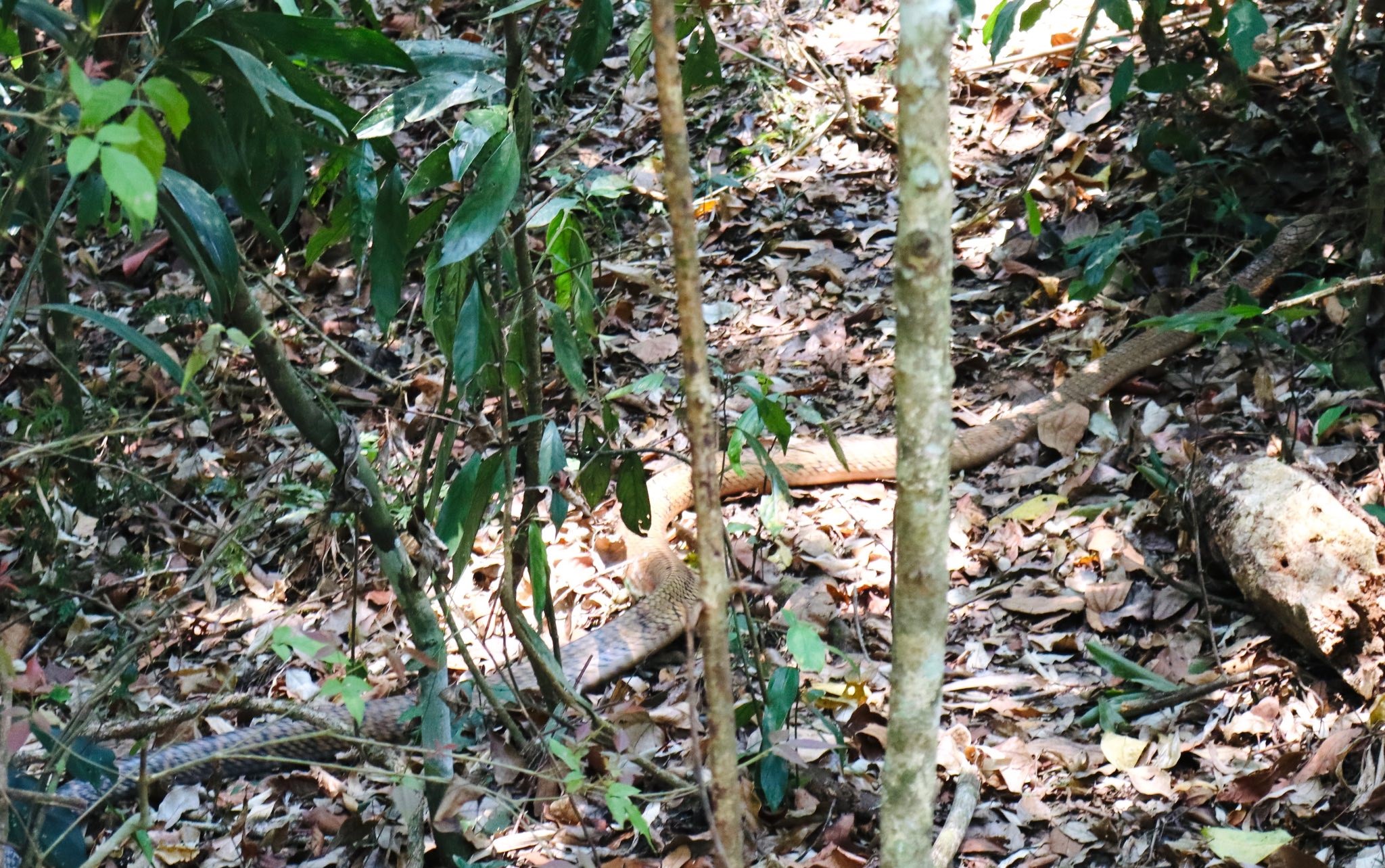 Hình ảnh ấn tượng về động vật quý hiếm khi được thả về rừng- Ảnh 5.