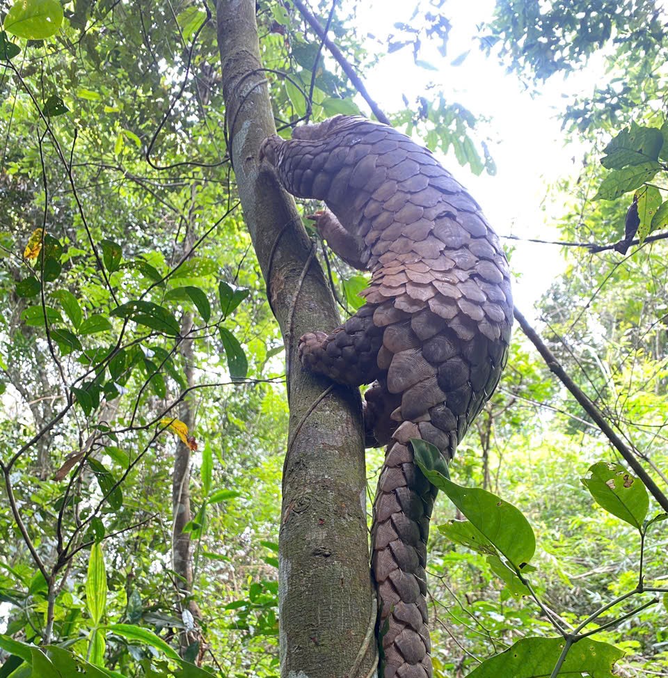 Hình ảnh ấn tượng về động vật quý hiếm khi được thả về rừng- Ảnh 6.