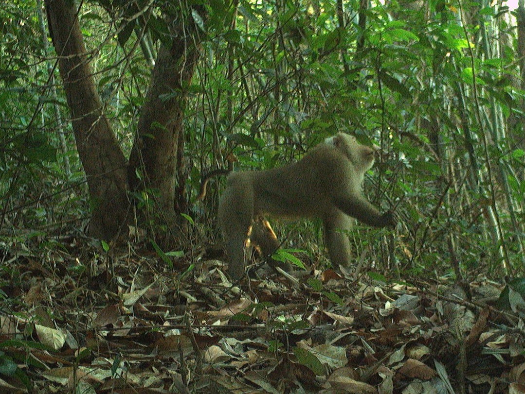 Hình ảnh ấn tượng về các loài động vật quý hiếm ở Hòn Bà của Khánh Hòa- Ảnh 7.