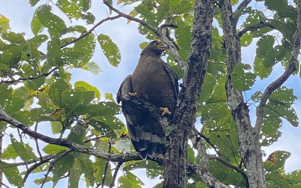 Hình ảnh ấn tượng về các loài động vật quý hiếm ở Hòn Bà của Khánh Hòa- Ảnh 11.