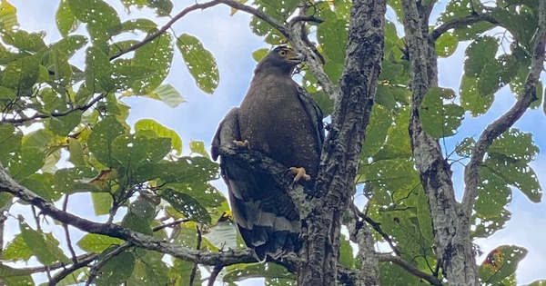Hình ảnh ấn tượng về động vật quý hiếm khi được thả về rừng