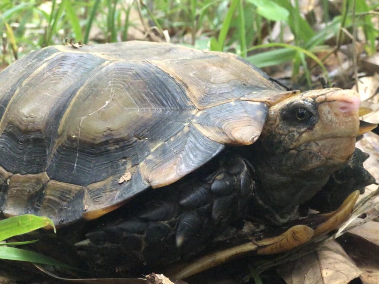 Hình ảnh ấn tượng về các loài động vật quý hiếm ở Hòn Bà của Khánh Hòa- Ảnh 9.