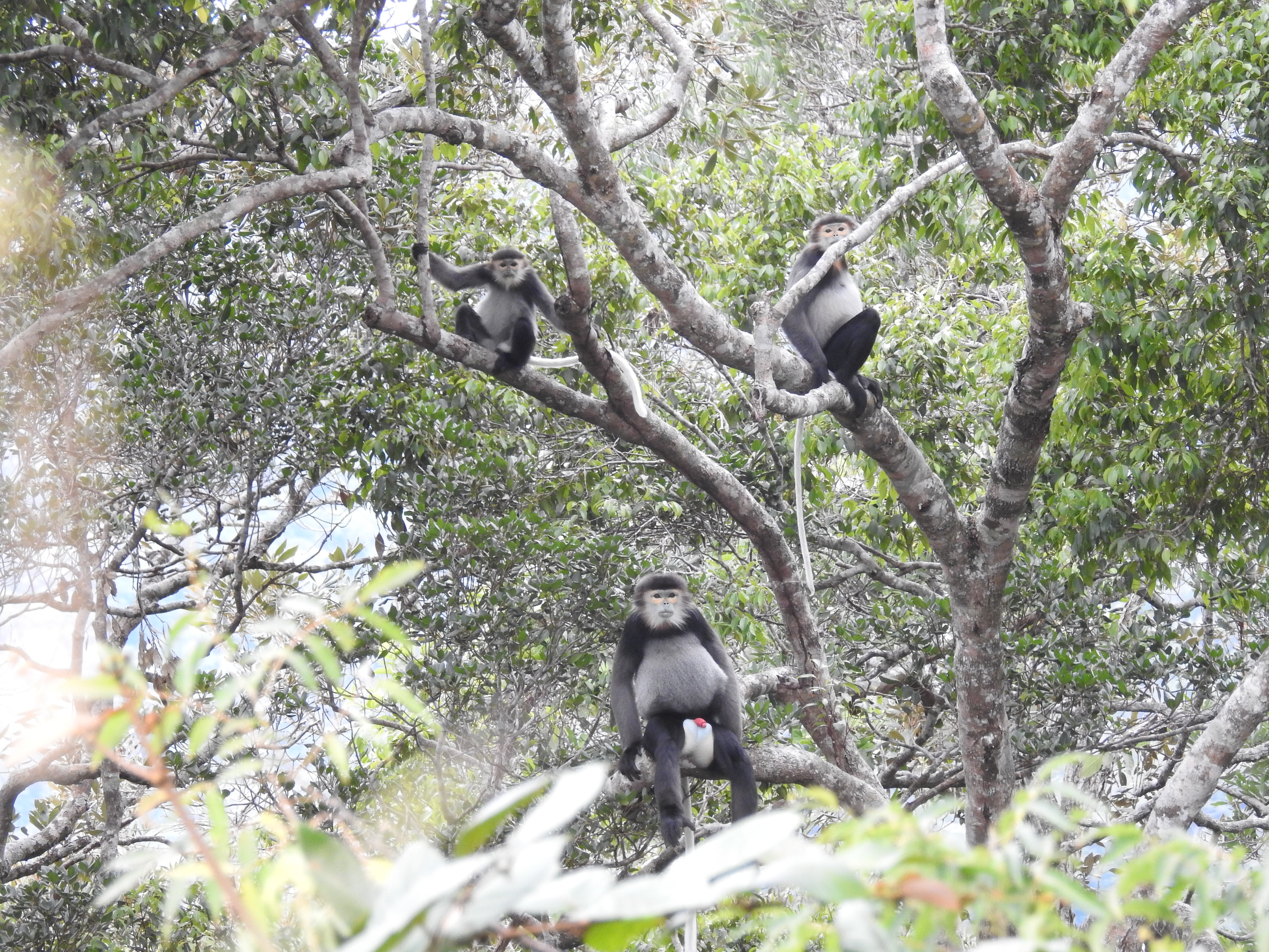 Hình ảnh ấn tượng về các loài động vật quý hiếm ở Hòn Bà của Khánh Hòa- Ảnh 4.