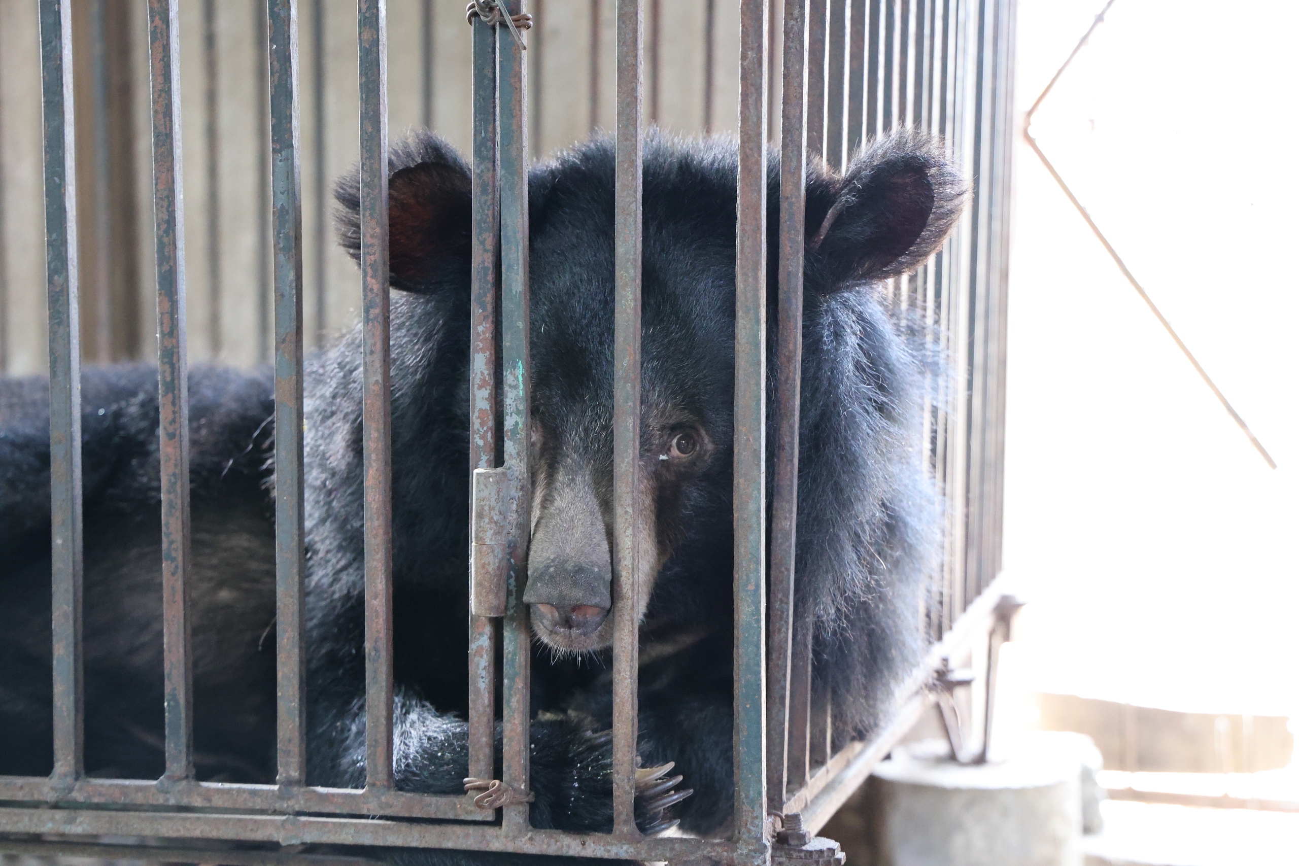 Giải cứu 2 cá thể gấu bị nuôi nhốt nhiều năm về 'nhà mới' ở Bạch Mã- Ảnh 8.