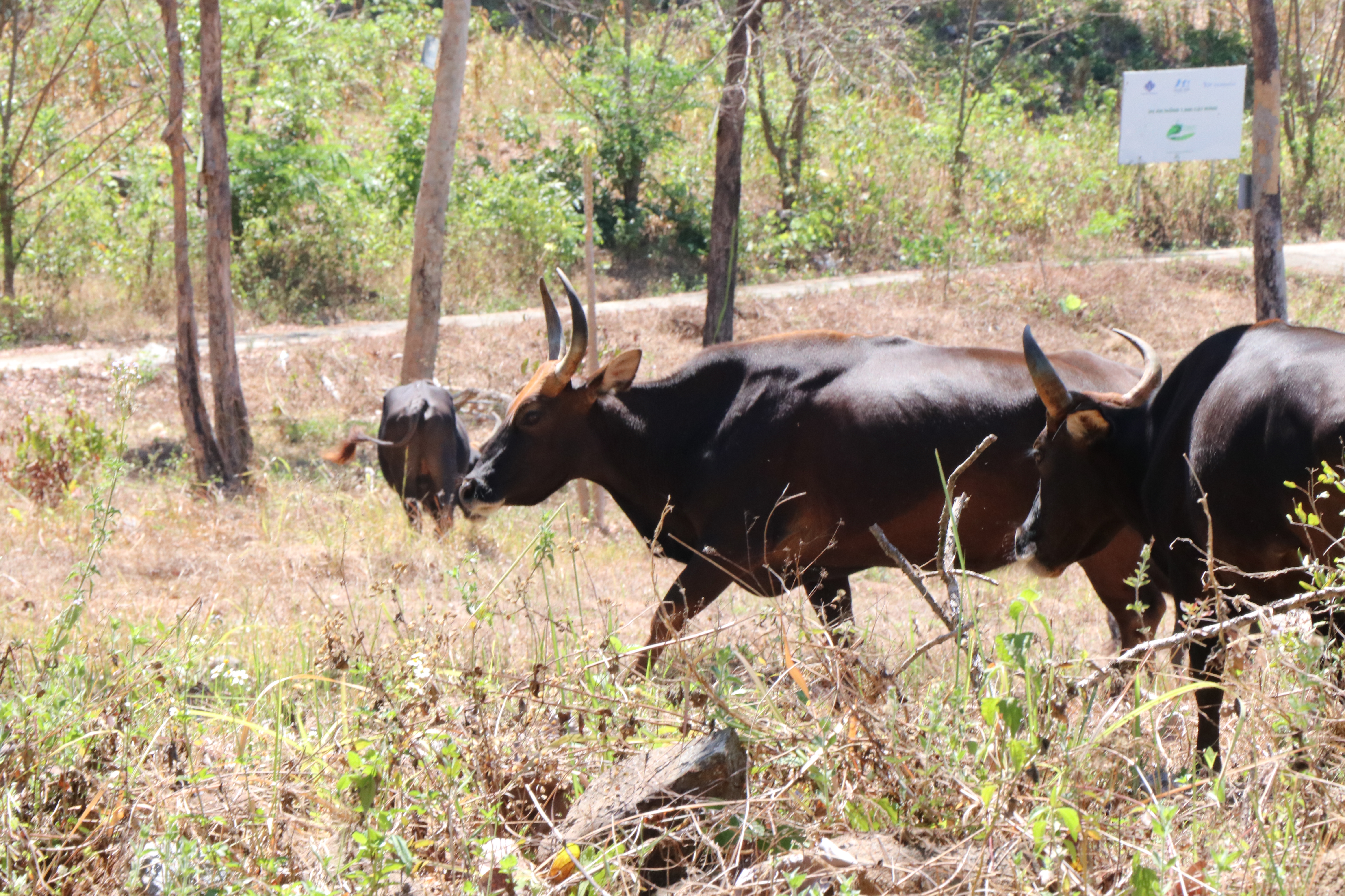 Đàn động vật quý hiếm ở Khánh Hòa thích nghi tốt, mở hướng bảo tồn nguồn gen quý- Ảnh 3.
