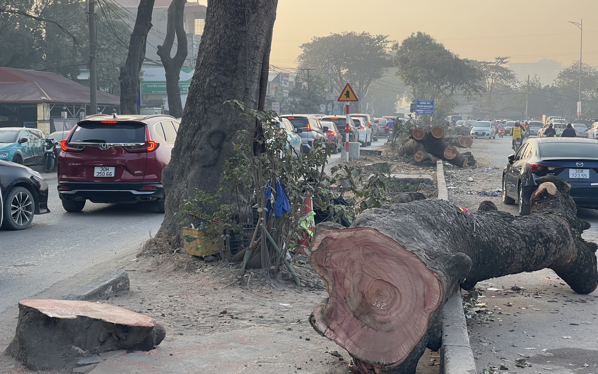 Nguyên nhân hàng chục cây xanh ở Huế bị cưa hạ giữa mùa nắng nóng- Ảnh 4.