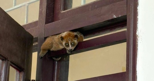 Cá thể linh trưởng quý hiếm đi lạc vào trụ sở trạm y tế