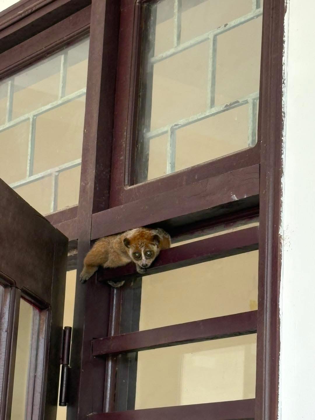 Cá thể linh trưởng quý hiếm đi lạc vào trụ sở trạm y tế- Ảnh 2.