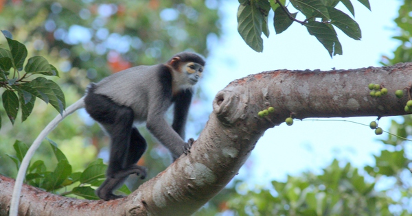 Những ‘gia đình’ voọc chà vá chân đen quý hiếm sinh sống tại Khánh Hòa