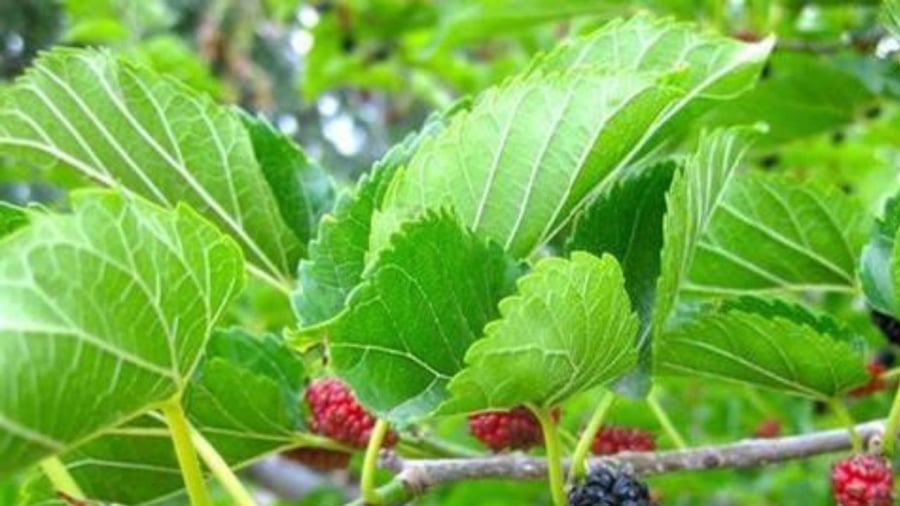 Cách dùng lá dâu tằm cải thiện giấc ngủ- Ảnh 1.