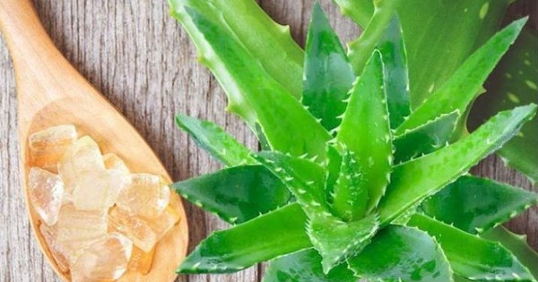 Nha đam có tác dụng gì?