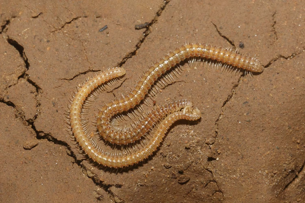 Sự đa dạng các loài động vật trong hang động lớn nhất thế giới- Ảnh 4.