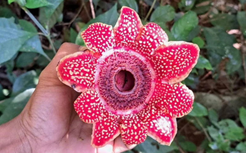 Hai loài thực vật mới phát hiện ở Quảng Trị có đặc điểm gì?- Ảnh 3.