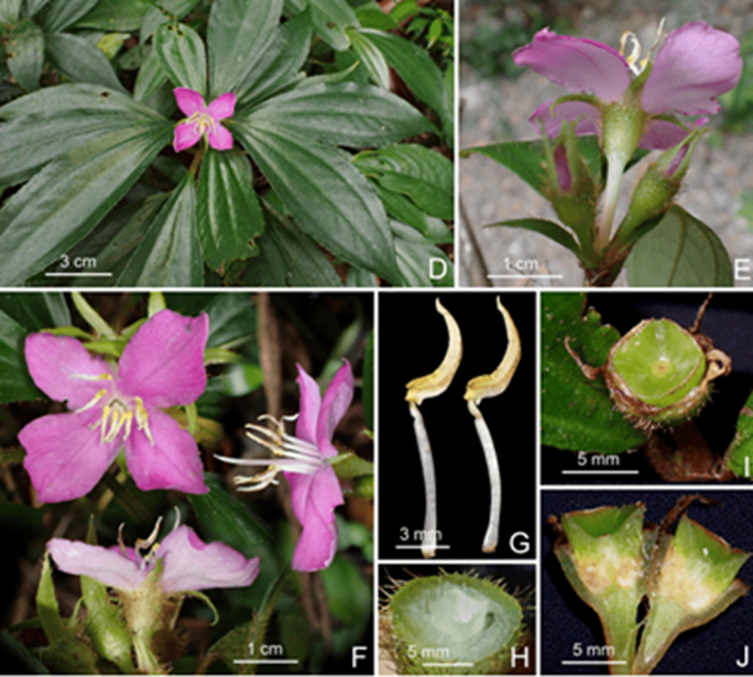 Hai loài thực vật mới phát hiện ở Quảng Trị có đặc điểm gì?- Ảnh 1.