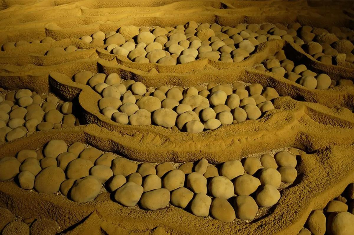 Sự đa dạng các loài động vật trong hang động lớn nhất thế giới- Ảnh 2.